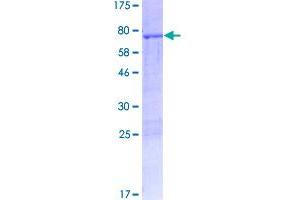 Image no. 1 for Double C2-Like Domains, beta (DOC2B) (AA 1-412) protein (GST tag) (ABIN1351883)