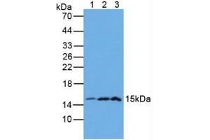 Figure. (Galectin 2 anticorps  (AA 1-132))
