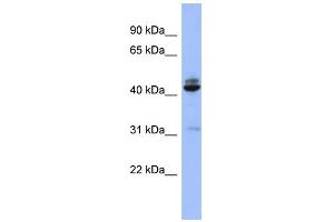 WB Suggested Anti-SH3GL1 Antibody Titration: 0. (SH3GL1 anticorps  (N-Term))