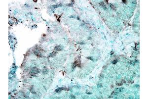 Immunohistochemistry analysis using Mouse Anti-Hsp90 Monoclonal Antibody, Clone 4F3.