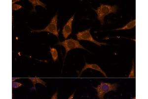 Immunofluorescence analysis of L929 cells using RPL27 Polyclonal Antibody at dilution of 1:100 (40x lens).