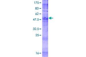 Image no. 1 for Olfactory Receptor, Family 5, Subfamily P, Member 3 (OR5P3) (AA 1-311) protein (GST tag) (ABIN1313596)