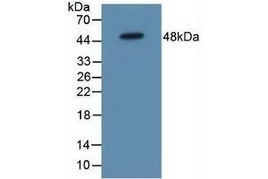 Western blot analysis of Mouse Heart Tissue. (IL5RA anticorps  (AA 42-182))