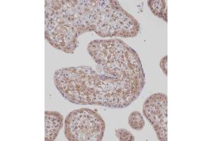 Immunohistochemical analysis of (ABIN1539451 and ABIN2848995) on paraffin-embedded Human placenta tissue.