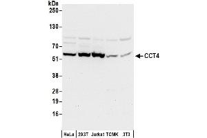 anti-Chaperonin Containing TCP1, Subunit 4 (Delta) (CCT4) (AA 1-50) antibody