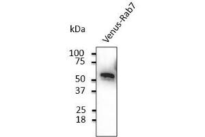 Anti-Venus Ab at 1/2.