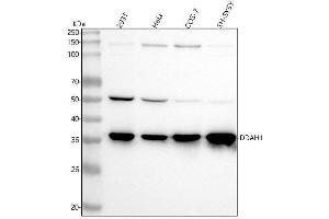 Western blot analysis of DDAH1 using anti-DDAH1 antibody (ABIN7604621).