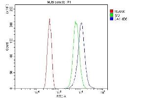 anti-Carbonic Anhydrase I (CA1) (AA 9-261) antibody