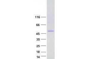 Validation with Western Blot