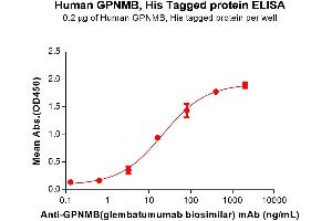 Osteoactivin (GPNMB) (AA 23-496) protein (His tag)