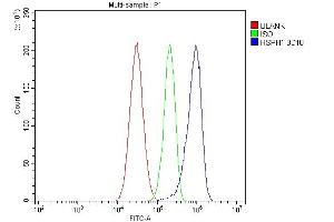 Flow Cytometry analysis of HepG2 cells using anti-HSPH1 antibody (ABIN7602237). (HSPH1 anticorps  (AA 653-858))