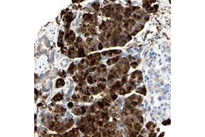 Immunohistochemical staining of human pancreas with NCBP2L polyclonal antibody  shows strong cytoplasmic positivity in exocrine glandular cells at 1:200-1:500 dilution. (NCBP2L anticorps)