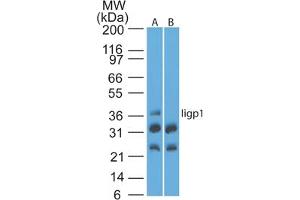 Image no. 1 for anti-Interferon Inducible GTPase 1 (IIGP1) (AA 325-375) antibody (ABIN960222) (IIGP1 anticorps  (AA 325-375))