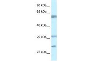 Image no. 1 for anti-V-Set and Immunoglobulin Domain Containing 10 (VSIG10) (AA 107-156) antibody (ABIN6749740) (VSIG10 anticorps  (AA 107-156))