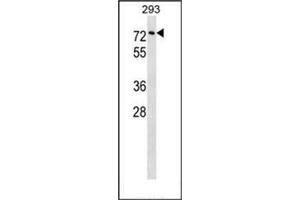 Western blot analysis of Copine-3 Antibody (C-term) in 293 cell line lysates (35ug/lane). (Copine III anticorps  (C-Term))