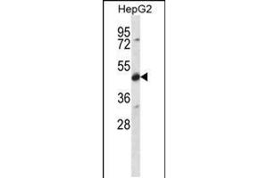 Western blot analysis in HepG2 cell line lysates (35ug/lane).
