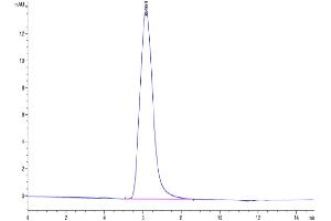 The purity of Human TGFBR1 is greater than 95 % as determined by SEC-HPLC. (TGFBR1 Protein (mFc-Avi Tag))
