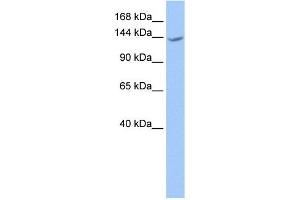 CACHD1 antibody used at 1 ug/ml to detect target protein. (CACHD1 anticorps  (N-Term))