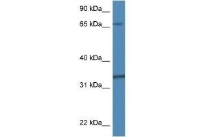 Western Blot showing Tbcb antibody used at a concentration of 1. (TBCB anticorps  (N-Term))