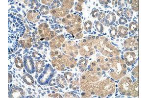 Image no. 1 for anti-Kelch-Like ECH-Associated Protein 1 (KEAP1) (AA 543-592) antibody (ABIN203292)