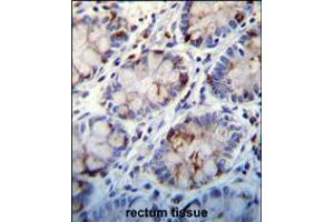 C1QC Antibody immunohistochemistry analysis in formalin fixed and paraffin embedded human rectum tissue followed by peroxidase conjugation of the secondary antibody and DAB staining. (C1QC anticorps  (AA 93-120))