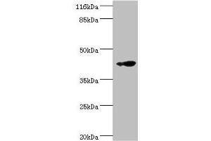 Western blot All lanes: RNF133 antibody at 2 μg/mL + K562 whole cell lysate Secondary Goat polyclonal to rabbit IgG at 1/10000 dilution Predicted band size: 43 kDa Observed band size: 43 kDa (RNF133 anticorps  (AA 65-167))