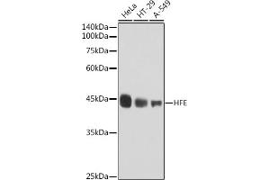 Western blot analysis of extracts of various cell lines, using HFE antibody (ABIN7267606) at 1:1000 dilution. (HFE anticorps)