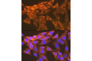 Immunofluorescence analysis of NIH-3T3 cells using HSPE1/HSP10/HSPE1/HSP10/CPN10 Rabbit mAb (ABIN7267567) at dilution of 1:100 (40x lens).