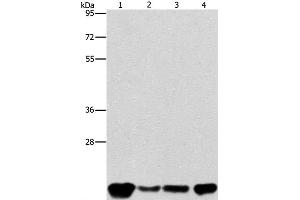 Western Blot analysis of A549, K562, hela and hepG2 cell using PEBP1 Polyclonal Antibody at dilution of 1:400 (PEBP1 anticorps)