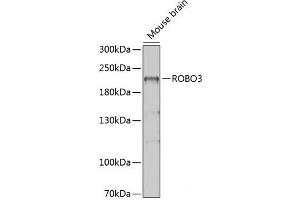 Western blot analysis of extracts of Mouse brain using ROBO3 Polyclonal Antibody at dilution of 1:1000. (ROBO3 anticorps)