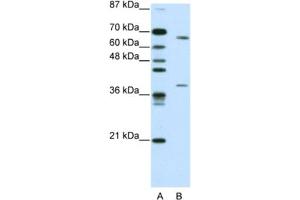 Western Blotting (WB) image for anti-Grainyhead-Like 3 (GRHL3) antibody (ABIN2461911) (GRHL3 anticorps)