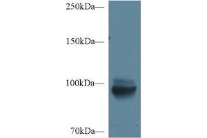 Detection of MEP1a in Mouse Kidney lysate using Polyclonal Antibody to Meprin A Alpha (MEP1a) (MEP1A anticorps  (AA 219-463))