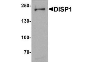 Western blot analysis of DISP1 in 3T3 cell lysate with DISP1 Antibody at (A) 1 and (B) 2 µg/ml. (DISP1 anticorps  (N-Term))