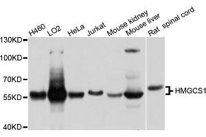 Western blot analysis of extracts of various cell lines, using HMGCS1 antibody. (HMGCS1 anticorps)