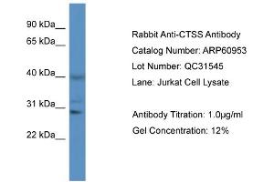 Western Blotting (WB) image for anti-Cathepsin S (CTSS) (N-Term) antibody (ABIN2788630) (Cathepsin S anticorps  (N-Term))