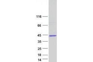 Validation with Western Blot