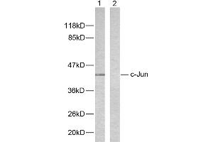 Western blot analysis of extracts from HeLa cells using c-Jun (Ab-243) antibody (#B7130). (C-JUN anticorps  (Ser243))