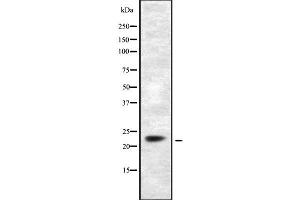 Western blot analysis of DUSP14 using COS7 whole cell lysates