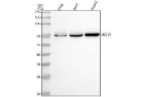 Western blot analysis of SESN1 using anti-SESN1 antibody (ABIN7606278).