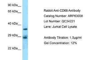 Western Blotting (WB) image for anti-CD68 Molecule (CD68) (Middle Region) antibody (ABIN2789335) (CD68 anticorps  (Middle Region))