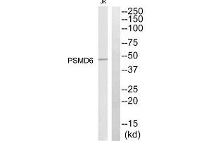 Western blot analysis of extracts from Jurkat cells, using PSMD6 antibody. (PSMD6 anticorps  (Internal Region))