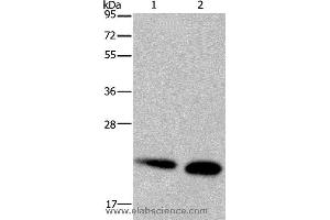 Western blot analysis of Mouse heart and kidney tissue, using NDUFS4 Polyclonal Antibody at dilution of 1:200 (NDUFS4 anticorps)