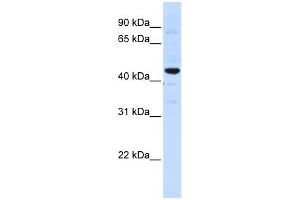 WB Suggested Anti-SLC41A3 Antibody Titration:  0. (SLC41A3 anticorps  (C-Term))