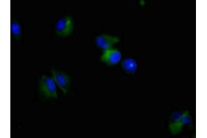 Immunofluorescent analysis of U251 cells using ABIN7161178 at a dilution of 1:100 and Alexa Fluor 488-congugated AffiniPure Goat Anti-Mouse IgG(H+L).