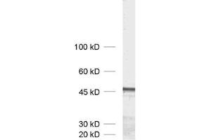 dilution: 1 : 1000, sample: crude synaptic membranes fraction of rat brain (LP1) (Homer 1b/c (AA 152-354) anticorps)