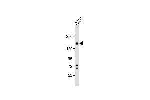 Anti-ITGA2 Antibody (C-term) at 1:1000 dilution + A431 whole cell lysate Lysates/proteins at 20 μg per lane.