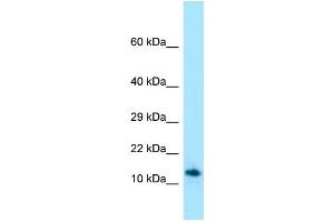 Western Blotting (WB) image for anti-Shadow of Prion Protein (SPRN) (C-Term) antibody (ABIN2789981) (SPRN anticorps  (C-Term))