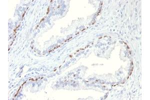 Formalin-fixed, paraffin-embedded Mouse Prostate stained with p63 Mouse Monoclonal Antibody (TP63/11). (p63 anticorps)