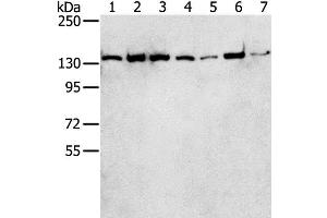 Western Blot analysis of Hepg2, MCF7, Jurkat, hela, A431, K562 and lncap cell using SMARCA5 Polyclonal Antibody at dilution of 1:250 (SMARCA5 anticorps)