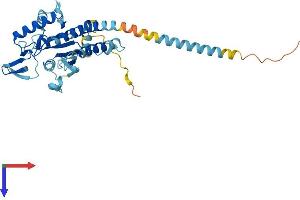 AlphaFold protein structure predicition of Mouse Recombinant Septin2 Protein, UniprotID P42208